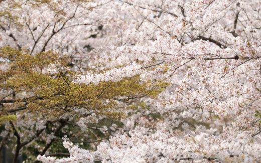 475703 (a): :1920x1200